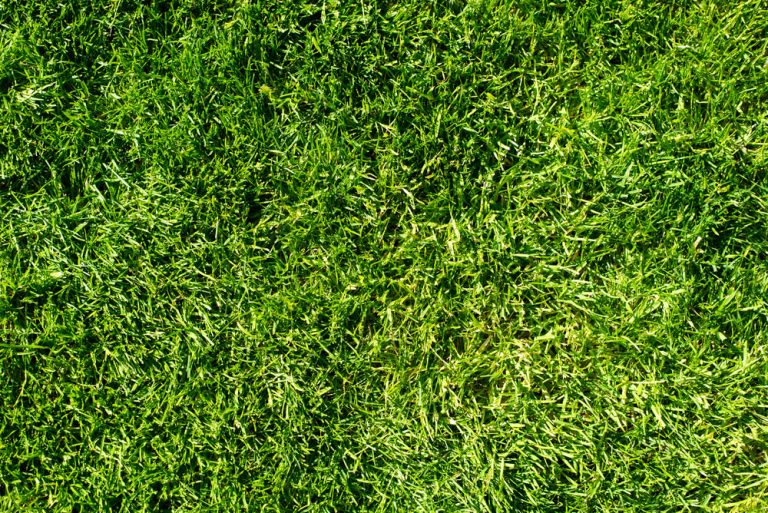 Natural grass field close-up.